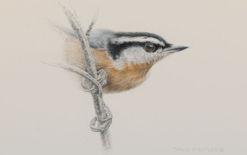 Draw Birds in 10 Easy Steps That Are Easy and From an Expert