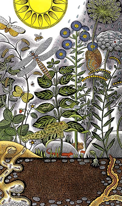 tam_nov11_krommes3 One and All (from Butterfly Eyes and Other Secrets of the Meadow by Joyce Sidman, Houghton Mifflin, 2006), (scratchboard and watercolor, 151/2x91/4) by Beth Krommes