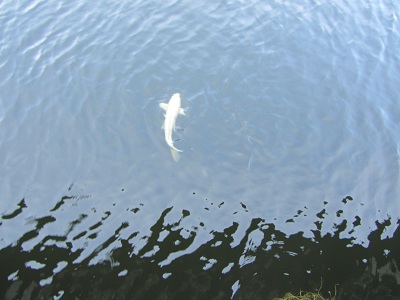 Single koi fish swimming