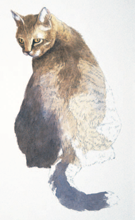 pictures to watercolor