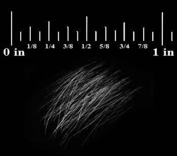 Dense fur demo step 2