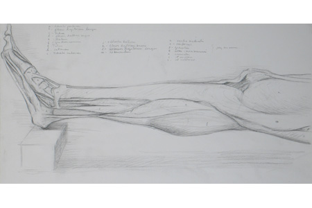 Drawing bodies 101: Dissection of a Leg II by Ephraim Rubenstein