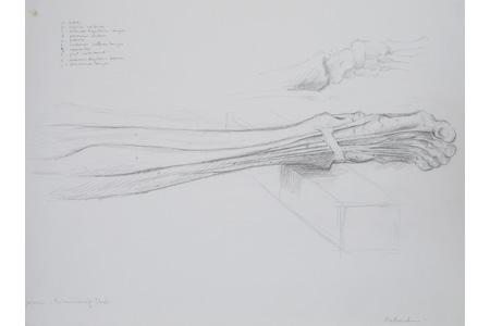 Drawing bodies: Dissection of the Leg I by Ephraim Rubenstein