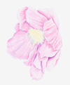 Kristy Kutch watercolor pencil 0705kutcdemo3_494x600