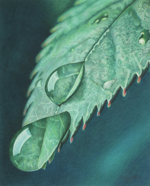 Colour Pencil Drawings Nature - Janeforyou