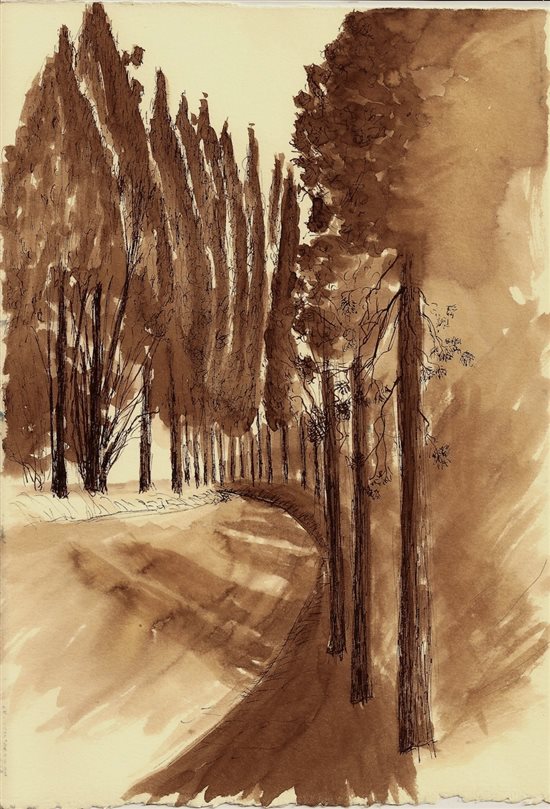 Cypresses in Assisi by Robert Haslach, 2012, pen and ink drawing.