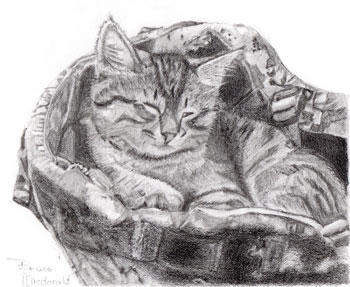How to draw cats; art by Bruce McDonald | ArtistsNetwork.com