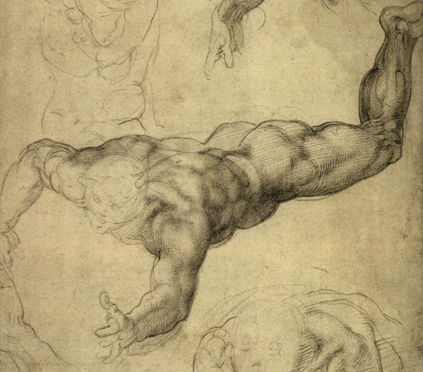 Drawing anatomy, art by Michelangelo