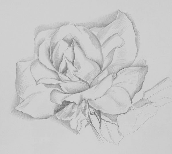 How to draw a rose | Lee Hammond, ArtistsNetwork.com