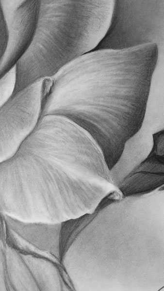 How to draw a rose | Lee Hammond, ArtistsNetwork.com