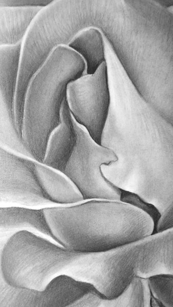 How to draw a rose | Lee Hammond, ArtistsNetwork.com