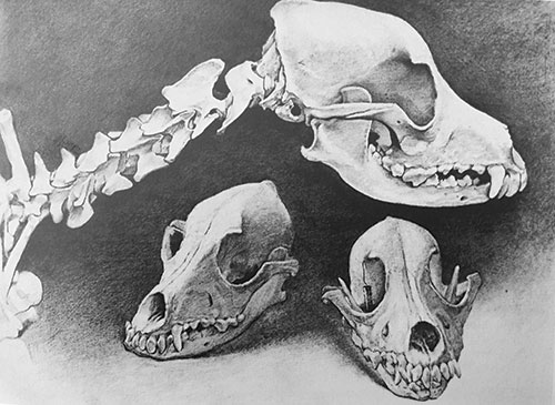 Best Mechanical Pencil: Dog Skulls | Sherry Camhy| best mechanical pencils, Drawing magazine, drawing tips, graphite