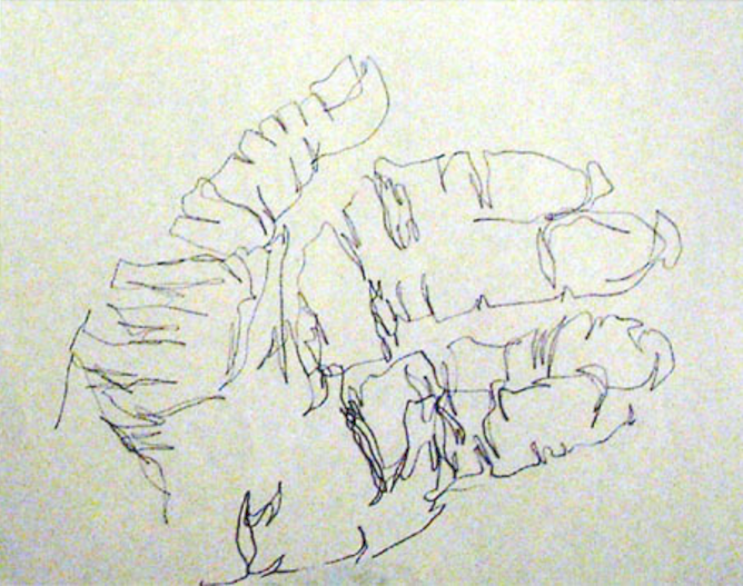 The Blind Contour Drawing Exercise | Drawing for Beginners | Blind Contour | Artist Daily