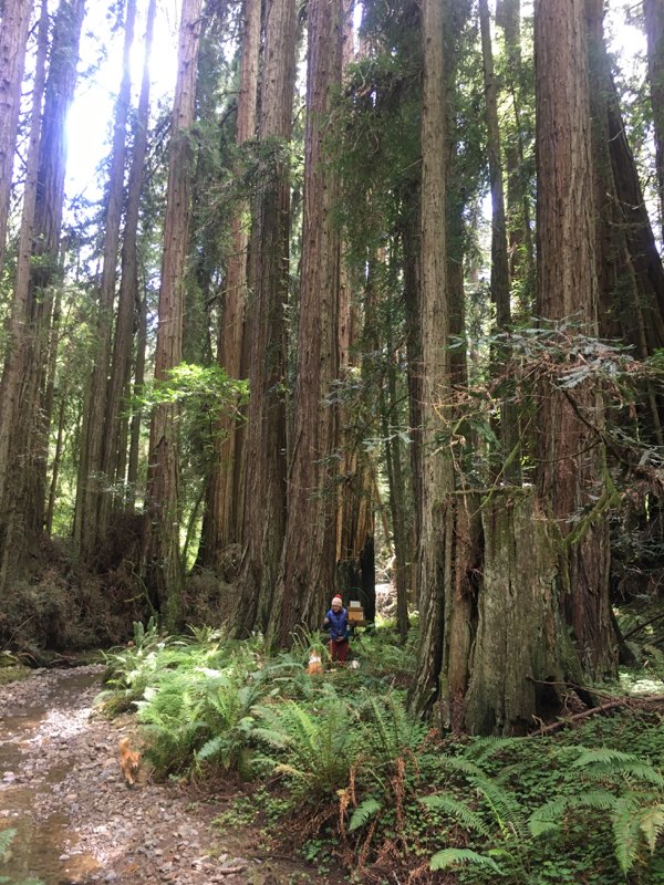 Emilie Lee painting the redwoods